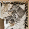 Senger Naturwelt Warmte Knuffel Olifant Groot 2 Mnd+ -Beste Speelgoed Winkel SengerNaturweltwarmteknuffelolifantgroot