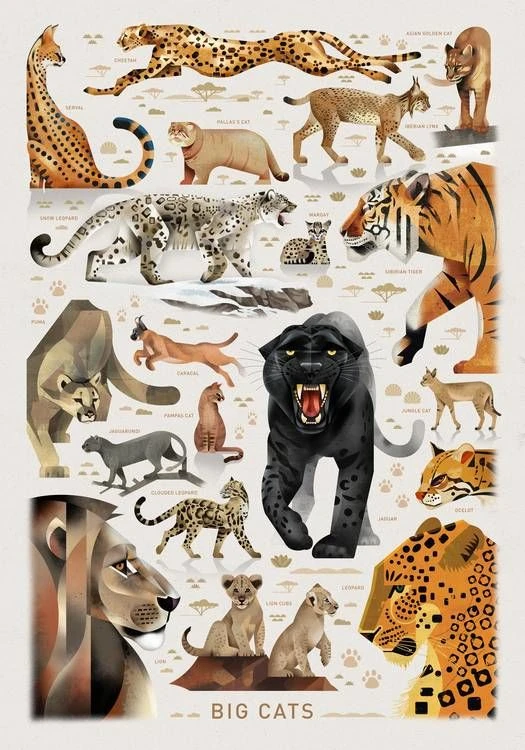 Dieter Braun Poster Big Cats 50 X 70 Cm 3 Dieter Braun Poster Big Cats 50 X 70 Cm