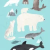 Petit Monkey Poster Artic Animals 50 X 70 Cm -Beste Speelgoed Winkel poster artic animals p41 1