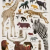 Dieter Braun Poster African Wildlife 50 X 70 Cm -Beste Speelgoed Winkel poster dieter braun african wildlife 50 x 70 cm